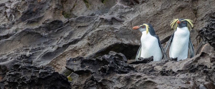 Falkland Islands - South Georgia - Antartica